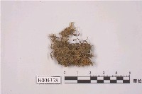 藏品(毛叉蘚)的圖片